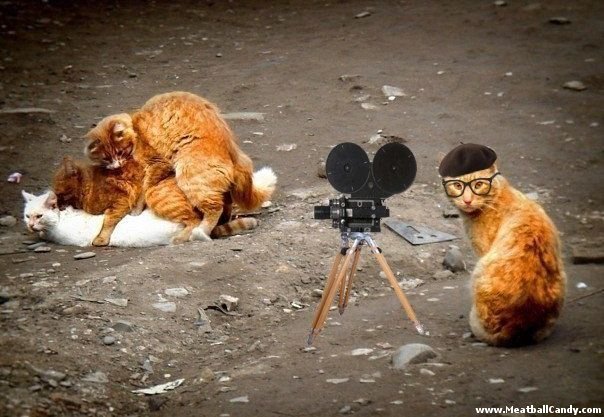 cat-porn-director.jpg