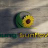 youngsunflower